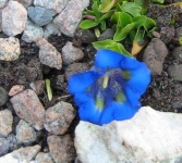 image of flower