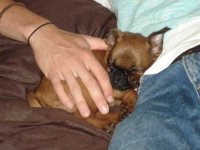 image of brabancon_griffon