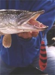 image of barracouta