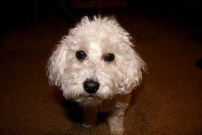 image of toy_poodle
