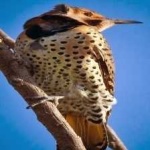 image of bird
