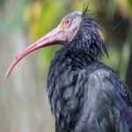 image of northern_bald_ibis #13