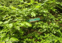 image of bush