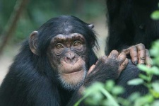 image of chimpanzee #16