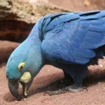 image of bird