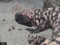 image of gila_monster