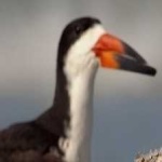 image of bird