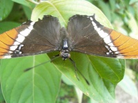 image of butterfly #18