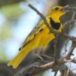 image of bird