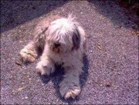 image of old_english_sheepdog