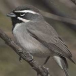 image of black_throated_sparrow #9