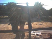 image of african_elephant