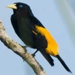 image of bird