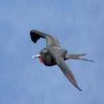 image of bird