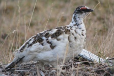 image of ptarmigan