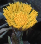 image of flower