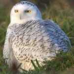 image of bird