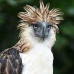 image of philippine_eagle