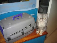 image of persian_cat #14