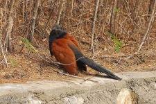 image of coucal