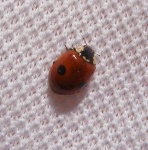 image of animal