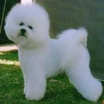image of animal
