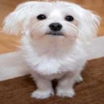 image of animal