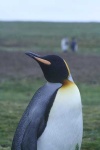 image of king_penguin #1