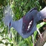 image of bird