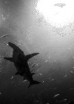 image of hammerhead