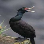 image of bird