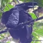image of bird