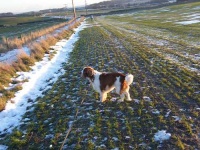 image of welsh_springer_spaniel #30