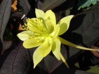 image of flower