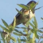 image of bird