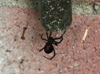 image of black_widow