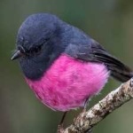 image of bird