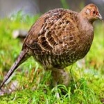 image of bird