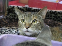 image of tabby