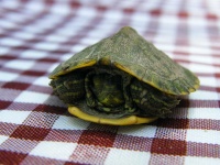 image of animal