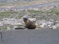 image of marmot