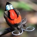 image of bird