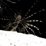 image of lionfish