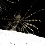 image of lionfish #23