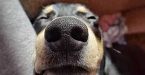 image of dog_nose