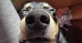 image of dog_nose #3