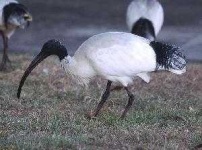 image of ibis