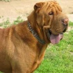 image of animal