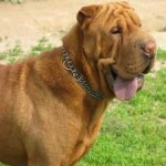 image of shar_pei #28