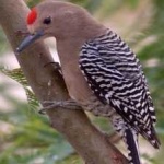 image of bird